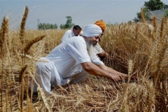 FARMER_109291f