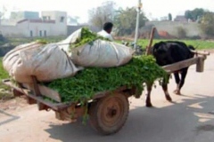 PUNJAB-DI-YAAD-punjabi-sad-song-7
