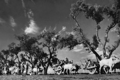 Sikhs-migrating-to-Hindu-section-of-Punjab-after-the-partitioning-of-India.