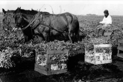 puna-s-cheema-yuba-city1922