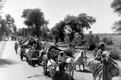 uk_india_pic_patition_camel_1947