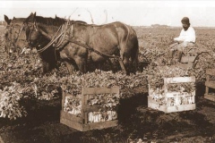 PUNA-S-CHEEMA-CELARY-HARVEST-YUBA-CITY1922